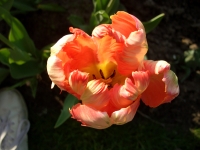 CIMG0404