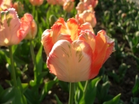 CIMG0406