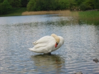 Finchen_3004 067