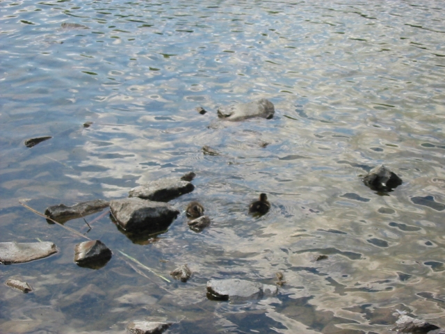 Finchen_3004 090