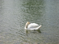 Finchen_3004 094