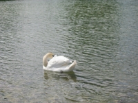 Finchen_3004 095