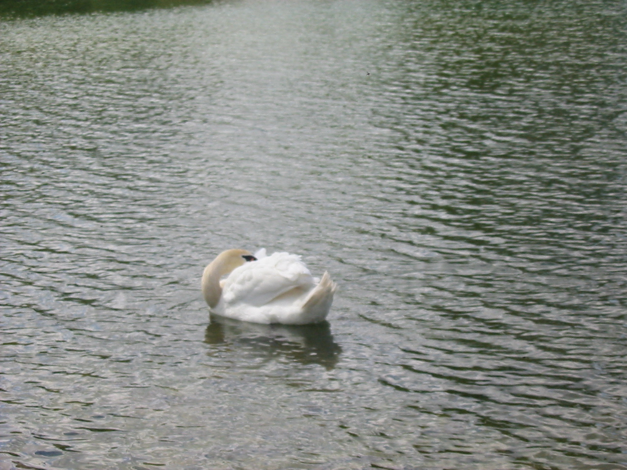 Finchen_3004 096
