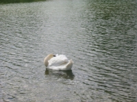 Finchen_3004 096