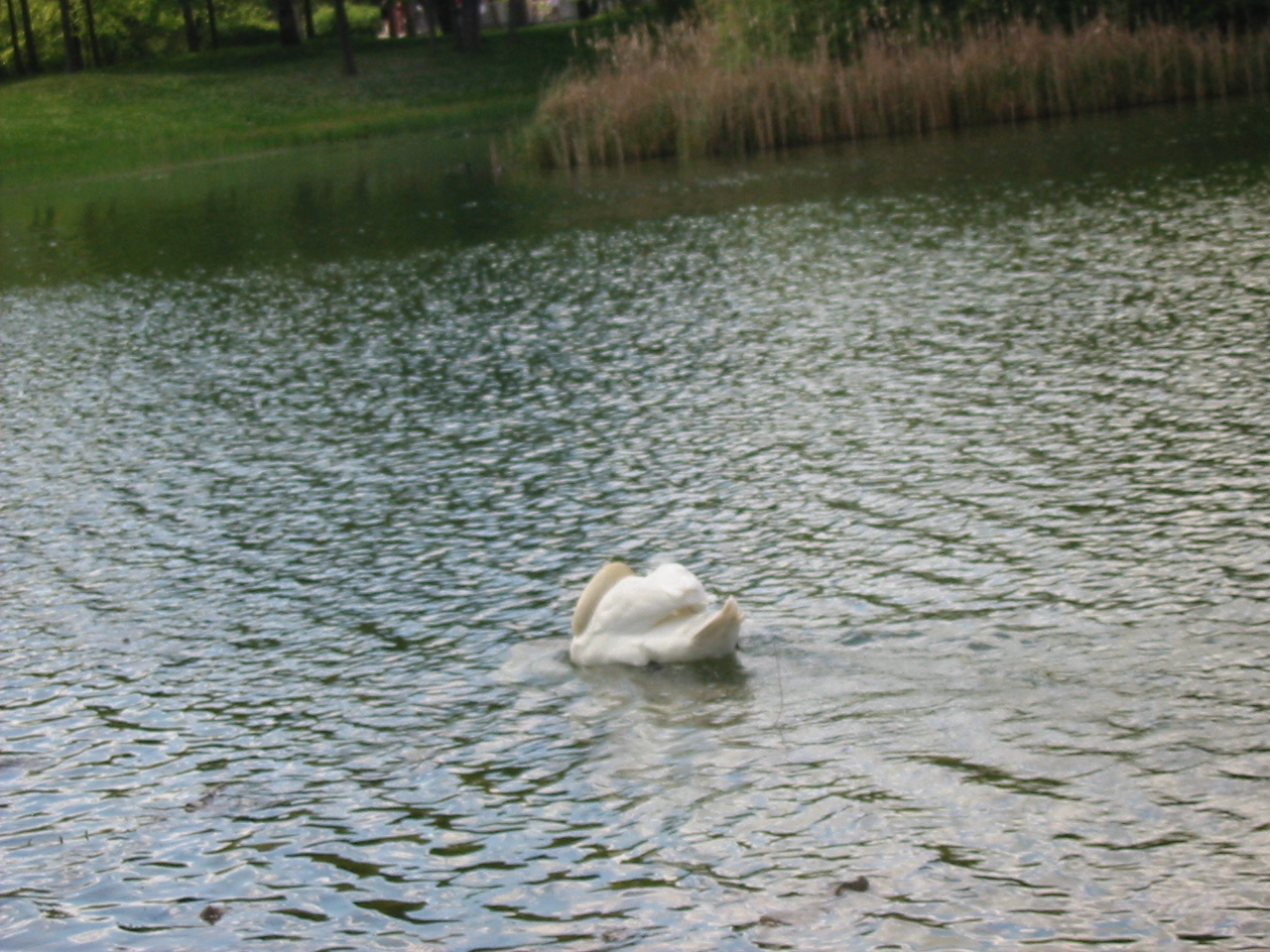 Finchen_3004 102