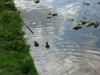 Finchen_3004 107