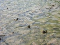 Finchen_3004 108