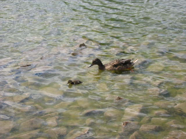 Finchen_3004 110