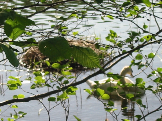 Finchen_0405 010