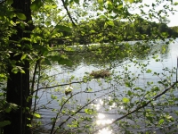 Finchen_0405 018