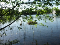 Finchen_0405 019