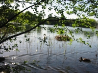 Finchen_0405 021