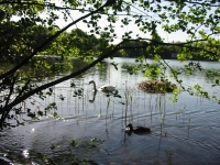 Finchen_0405 022