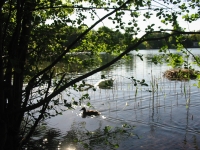 Finchen_0405 023