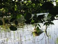 Finchen_0405 027