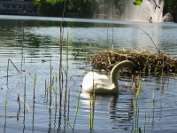 Finchen_0405 100