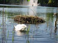 Finchen_0405 101