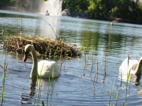 Finchen_0405 102
