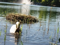 Finchen_0405 105