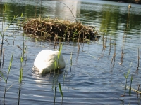 Finchen_0405 106