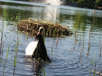 Finchen_0405 107