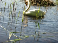 Finchen_0405 109