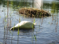 Finchen_0405 110