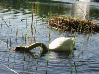 Finchen_0405 111