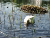 Finchen_0405 112