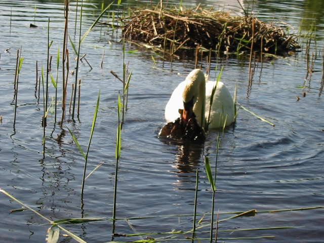 Finchen_0405 113