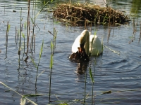 Finchen_0405 113
