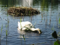 Finchen_0405 114