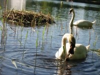 Finchen_0405 120