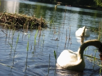 Finchen_0405 122