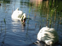 Finchen_0405 126