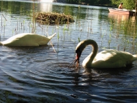 Finchen_0405 129
