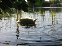 Finchen_0405 135