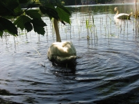 Finchen_0405 139