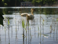 Finchen_0405 144