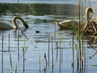 Finchen_0405 146