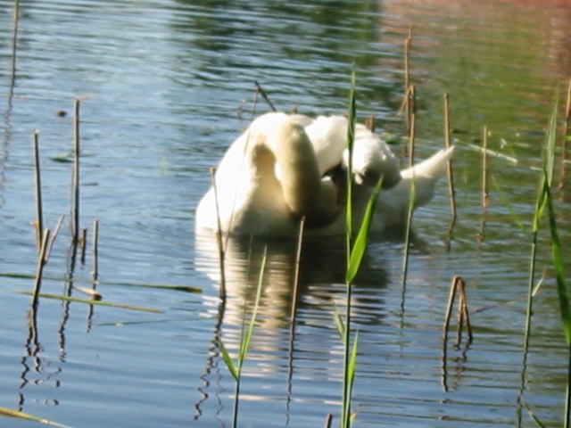 Finchen_0405 152