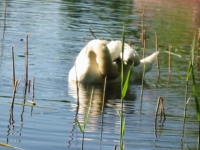 Finchen_0405 152
