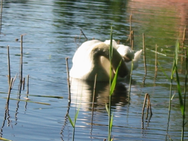 Finchen_0405 153