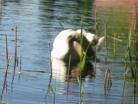 Finchen_0405 153