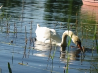 Finchen_0405 155