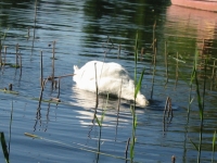Finchen_0405 156