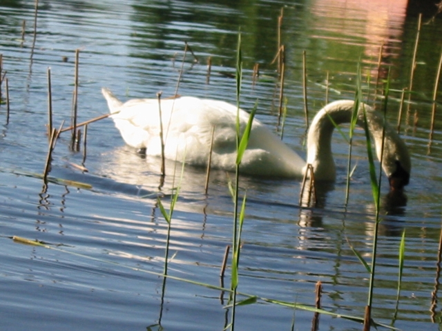 Finchen_0405 158