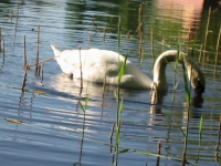 Finchen_0405 158