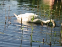 Finchen_0405 159