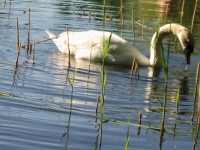 Finchen_0405 160
